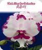 Phal. King Car Dalmatian